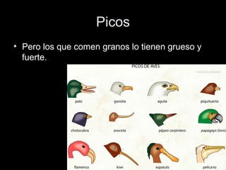 Picos
• Pero los que comen granos lo tienen grueso y
  fuerte.
 