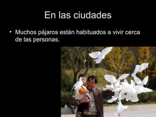 En las ciudades
• Muchos pájaros están habituados a vivir cerca
  de las personas.
 