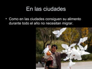 En las ciudades
• Como en las ciudades consiguen su alimento
  durante todo el año no necesitan migrar.
 