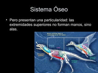 Sistema Óseo
• Pero presentan una particularidad: las
  extremidades superiores no forman manos, sino
  alas.
 