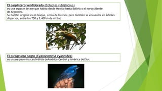El carpintero verdidorado (Colaptes rubiginosus)
es una especie de ave que habita desde México hasta Bolivia y el noroccidente
de Argentina.
Su hábitat original es el bosque, cerca de los ríos, pero también se encuentra en árboles
dispersos, entre los 750 y 2.400 m de altitud
El picogrueso negro (Cyanocompsa cyanoides)
es un ave paserina cardinálida deAmérica Central y América del Sur.
 