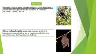 Mamiferos
El mono congo o mono aullador araguato (Alouatta palliata)
es una especie del género Alouatta autóctono de las selvas
de América Central y del Sur.
El murciélago lengüilargo sin cola (Anoura geoffroyi)
es una especie de quiróptero que se encuentra desde el centro
de México, hasta Bolivia y el sureste de Brasil.
 