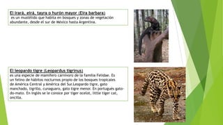 El irará, eirá, tayra o hurón mayor (Eira barbara)
es un mustélido que habita en bosques y zonas de vegetación
abundante, desde el sur de México hasta Argentina.
El leopardo tigre (Leopardus tigrinus)
es una especie de mamífero carnívoro de la familia Felidae. Es
un felino de hábitos nocturnos propio de los bosques tropicales
de América Central y América del Sur.Leopardo tigre, gato
manchado, tigrillo, cunaguaro, gato tigre menor. En portugués gato-
do-mato. En inglés se le conoce por tiger ocelot, little tiger cat,
oncilla.
 