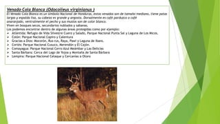 Venado Cola Blanca (Odocoileus virginianus )
El Venado Cola Blanca es un símbolo Nacional de Honduras, estos venados son de tamaño mediano, tiene patas
largas y espalda lisa, su cabeza es grande y angosta. Dorsalmente es café parduzco o café
anaranjado, ventralmente el pecho y sus muslos son de color blanco.
Viven en bosques secos, secundarios nublados y sabanas.
Los podemos encontrar dentro de algunas áreas protegidas como por ejemplo:
 Atlántida: Refugio de Vida Silvestre Cuero y Salado, Parque Nacional Punta Sal y Laguna de Los Micos.
 Colón: Parque Nacional Capiro y Calentura
 Gracias a Dios: Mocorón, Rus-rus, Raya, Pawi y Laguna de Ibans.
 Cortés: Parque Nacional Cusuco, Merendón y El Cajón.
 Comayagua: Parque Nacional Cerro Azul Meámbar y Las Delicias
 Santa Bárbara: Cerca del Lago de Yojoa y Montaña de Santa Bárbara
 Lempira: Parque Nacional Celaque y Cercanías a Otoro
 