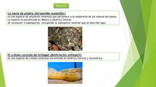 Reptiles
La mano de piedra (Atropoides nummifer)
es una especie de serpiente venenosa que pertenece a la subfamilia de las víboras de foseta.
La especie es encontrada en México y América Central.
Se reconocen 3 subespecies, incluyendo la subespecie nominal que se describe aquí.
El crótalo cornudo de Schlegel (Bothriechis schlegelii)
es una especie de crótalo venenoso encontrado en América Central y Suramérica.
 