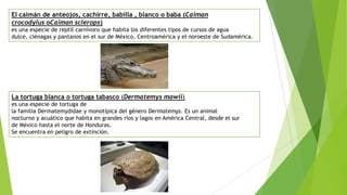 El caimán de anteojos, cachirre, babilla , blanco o baba (Caiman
crocodylus oCaiman sclerops)
es una especie de reptil carnívoro que habita los diferentes tipos de cursos de agua
dulce, ciénagas y pantanos en el sur de México, Centroamérica y el noroeste de Sudamérica.
La tortuga blanca o tortuga tabasco (Dermatemys mawii)
es una especie de tortuga de
la familia Dermatemydidae y monotípica del género Dermatemys. Es un animal
nocturno y acuático que habita en grandes ríos y lagos en América Central, desde el sur
de México hasta el norte de Honduras.
Se encuentra en peligro de extinción.
 