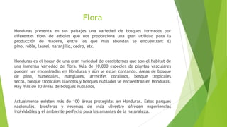 Flora
Honduras presenta en sus paisajes una variedad de bosques formados por
diferentes tipos de arboles que nos proporciona una gran utilidad para la
producción de madera, entre los que mas abundan se encuentran: El
pino, roble, laurel, naranjillo, cedro, etc.
Honduras es el hogar de una gran variedad de ecosistemas que son el habitat de
una inmensa variedad de flora. Más de 10,000 especies de plantas vasculares
pueden ser encontradas en Honduras y aún se están contando. Áreas de bosque
de pino, humedales, manglares, arrecifes coralinos, bosque tropicales
secos, bosque tropicales lluviosos y bosques nublados se encuentran en Honduras.
Hay más de 30 áreas de bosques nublados.
Actualmente existen más de 100 áreas protegidas en Honduras. Estos parques
nacionales, biosferas y reservas de vida silvestre ofrecen experiencias
inolvidables y el ambiente perfecto para los amantes de la naturaleza.
 