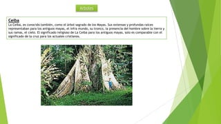 Arboles
Ceiba
La Ceiba, es conocido también, como el árbol sagrado de los Mayas. Sus extensas y profundas raíces
representaban para los antiguos mayas, el infra mundo, su tronco, la presencia del hombre sobre la tierra y
sus ramas, el cielo. El significado religioso de La Ceiba para los antiguos mayas, solo es comparable con el
significado de la cruz para los actuales cristianos.
 
