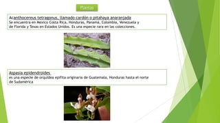 Plantas
Acanthocereus tetragonus, llamado cardón o pitahaya anaranjada
Se encuentra en Mexico Costa Rica, Honduras, Panamá, Colombia, Venezuela y
de Florida y Texas en Estados Unidos. Es una especie rara en las colecciones.
Aspasia epidendroides
es una especie de orquídea epifita originaria de Guatemala, Honduras hasta el norte
de Sudamérica
 