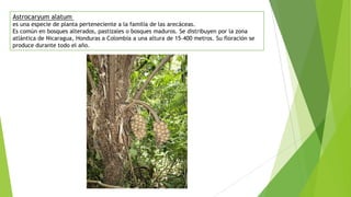 Astrocaryum alatum
es una especie de planta perteneciente a la familia de las arecáceas.
Es común en bosques alterados, pastizales o bosques maduros. Se distribuyen por la zona
atlántica de Nicaragua, Honduras a Colombia a una altura de 15–400 metros. Su floración se
produce durante todo el año.
 