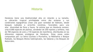 Historia
Honduras tiene una biodiversidad alta en relación a su tamaño,
su ubicación tropical privilegiada entre dos océanos y sus
condiciones topográficas crean una gran variedad de hábitats, desde
bosques nublados a arrecifes coralinos, favorables para una
alta diversidad de flora y fauna. Se estima que en Honduras existen;
unas 8.000 especies de plantas, alrededor de 250 reptiles y anfibios, más
de 700 especies de aves y 110 especies de mamíferos, distribuidos en las
diferentes regiones ecológicas de Honduras. Estas zonas están
compuestas por: La Selva Lluviosa o Pluviselva, la Nebliselva o Bosque
Nublado, los Bosques Mixtos Subtropicales, las Sabanas y los Bosques de
Matorrales.
 