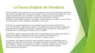 La Fauna Original de Honduras
Diversas definiciones convergen en que el concepto de fauna está íntimamente relacionado
con los tipos de vegetación, climas y ecosistemas. En el caso de la fauna hondureña, cinco
grupos la representan: aves, mamíferos, reptiles, anfibios y las áreas protegidas
comprendidas por parques nacionales, refugios de vida silvestre, reservas
biológicas, monumentos naturales y culturales, zonas productoras de agua, así como áreas
de uso múltiple, reserva indígena y de biósfera, entre otras.
El número de animales asciende en la actualidad a más de mil 283, donde 737 son
aves, 231 mamíferos, 200 tipos de reptiles y 115 diferentes clases de anfibios, todos ellos
presumiendo su vistosidad, movimiento y agilidad propios de cada uno. Los bosques se
distinguen por ser latifoliados, húmedos, secos y manglar.
En Honduras, algunas especies animales están condicionadas por las migraciones desde el
Norte y Sur América, sobrevivientes de la era cenozoica. Nos referimos al
armadillo, Zarigüeya o tacuacín, el oso colmenero y algunos monos.
Sin embargo, otros géneros como los sapos, garrobos o iguanas y el guardabarranco o
taragón son autóctonos del territorio. No menos importante es distinguir también a los
Murciélagos, el zorrillo, la comadreja, el manatí, el conejo, codorniz, pavas, la guara
roja, el tucán, venado cola blanca, éste último considerado símbolo nacional
lastimosamente en extinción.
 