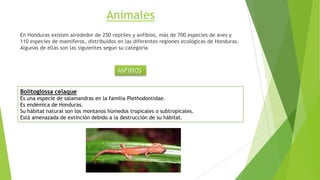Animales
En Honduras existen alrededor de 250 reptiles y anfibios, más de 700 especies de aves y
110 especies de mamíferos, distribuidos en las diferentes regiones ecológicas de Honduras.
Algunas de ellas son las siguientes según su categoría
ANFIBIOS
Bolitoglossa celaque
Es una especie de salamandras en la familia Plethodontidae.
Es endémica de Honduras.
Su hábitat natural son los montanos húmedos tropicales o subtropicales.
Está amenazada de extinción debido a la destrucción de su hábitat.
 