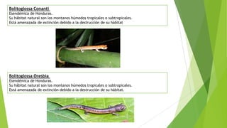 Bolitoglossa Conanti
Esendémica de Honduras.
Su hábitat natural son los montanos húmedos tropicales o subtropicales.
Está amenazada de extinción debido a la destrucción de su hábitat
Bolitoglossa Oresbia
Esendémica de Honduras.
Su hábitat natural son los montanos húmedos tropicales o subtropicales.
Está amenazada de extinción debido a la destrucción de su hábitat.
 