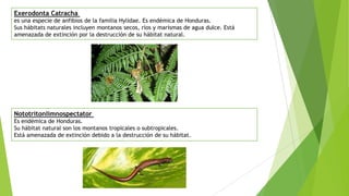 Exerodonta Catracha
es una especie de anfibios de la familia Hylidae. Es endémica de Honduras.
Sus hábitats naturales incluyen montanos secos, ríos y marismas de agua dulce. Está
amenazada de extinción por la destrucción de su hábitat natural.
Nototritonlimnospectator
Es endémica de Honduras.
Su hábitat natural son los montanos tropicales o subtropicales.
Está amenazada de extinción debido a la destrucción de su hábitat.
 