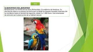 Aves
La guacamaya roja, guacamaya
Perteneciente a la familia de los loros (Psittacidae). Es endémica de Honduras. Su
distribución abarca un extenso territorio que va desde los bosques húmedos tropicales del
Sur de México hasta el Noreste de Argentina, desde 0 a 1.000 msnm. Está amenazada
de extinción por la destrucción de su hábitat natural.
 