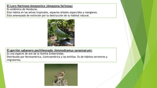 El Loro Harinoso Amazonico (Amazona farinosa)
Es endémica de Honduras.
Este habita en las selvas tropicales, espacios árboles esparcidos y manglares.
Está amenazada de extinción por la destrucción de su hábitat natural.
El gorrión sabanero pechileonado (Ammodramus savannarum)
Es una especie de ave de la familia Emberizidae.
Distribuida por Norteamérica, Centroamérica y las Antillas. Es de hábitos terrestres y
migratorios.
 