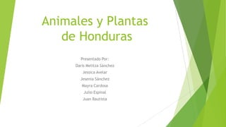 Animales y Plantas
de Honduras
Presentado Por:
Daris Melitza Sánchez
Jessica Avelar
Jesenia Sánchez
Mayra Cardosa
Julio Espinal
Juan Bautista
 