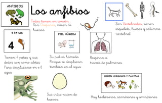 Los anfibios
Respiran a
través de pulmones
Hay herbívoros, carnívoros y omnívoros
Sus crías nacen de
huevos
Tienen 4 patas y sus
dedos son como aletas
Para desplazarse en e l
agua
Su piel es húmeda
Porque se desplazan
también en el agua
Son Vertebrados, tienen
esqueleto, huesos y columna
vertebral
Son Ovíparos, nacen de
huevos
Todos tienen en común :
 