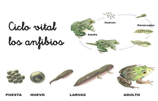 Ciclo vital
los anfibios
 