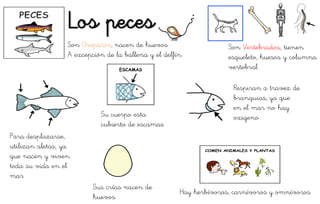 Los peces
Sus crías nacen de
huevos
Hay herbívoros, carnívoros y omnívoros
Para desplazarse,
utilizan aletas, ya
que nacen y viven
toda su vida en el
mar
Respiran a travez de
branquias, ya que
en el mar no hay
oxigenoSu cuerpo esta
cubierto de escamas
Son Vertebrados, tienen
esqueleto, huesos y columna
vertebral
Son Ovíparos, nacen de huevos
A excepción de la ballena y el delfín
 