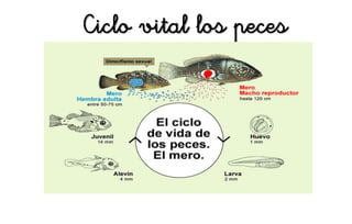 Ciclo vital los peces
 