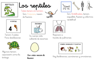 Los reptiles
Hay herbívoros, carnívoros y omnívoros
Su cuerpo esta
cubierto de escamas
Tienen 4 patas
Para desplazarse
Respiran a
través de pulmones
Sus crías nacen de
huevos
Algunos tienen
caparazón como la
tortuga
Son Ovíparos, nacen
de huevos
Todos tienen en común :
Son Vertebrados, tienen
esqueleto, huesos y columna
vertebral
 