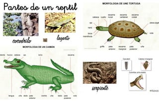 Partes de un reptil
 