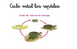 Ciclo vital los reptiles
 