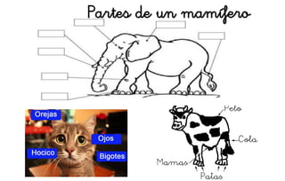 Partes de un mamífero
 