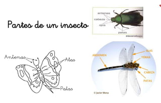 Partes de un insecto
 