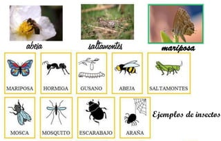 mariposa
Ejemplos de insectos
 
