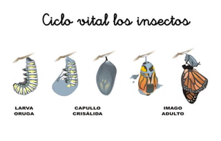 Ciclo vital los insectos
 