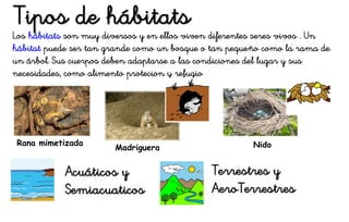 Tipos de hábitats
Acuáticos y
Semiacuaticos
Terrestres y
AeroTerrestres
Los hábitats son muy diversos y en ellos viven diferentes seres vivos . Un
hábitat puede ser tan grande como un bosque o tan pequeño como la rama de
un árbol. Sus cuerpos deben adaptarse a las condiciones del lugar y sus
necesidades, como alimento protecion y refugio
Rana mimetizada
Madriguera Nido
 
