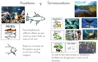 Acuáticos y Semiacuaticos
Para desplazarse,
utilizan aletas, ya que
nacen y viven toda su
vida en el mar
Respiran a travez de
branquias, ya que
en el mar no hay
oxigeno Su piel es húmeda porque se desplazan
también en el agua pero viven en el
terrestre
 