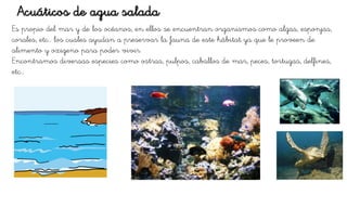 Es propio del mar y de los océanos, en ellos se encuentran organismos como algas, esponjas,
corales, etc… los cuales ayudan a preservar la fauna de este hábitat ya que le proveen de
alimento y oxigeno para poder vivir.
Encontramos diversas especies como ostras, pulpos, caballos de mar, peces, tortugas, delfines,
etc…
Acuáticos de agua salada
 