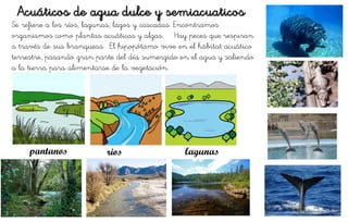 Se refiere a los ríos, lagunas, lagos y cascadas. Encontramos
organismos como plantas acuáticas y algas. Hay peces que respiran
a través de sus branqueas. El hipopótamo vive en el hábitat acuático
terrestre, pasando gran parte del día sumergido en el agua y saliendo
a la tierra para alimentarse de la vegetación.
Acuáticos de agua dulce y semiacuaticos
pantanos rios lagunas
 