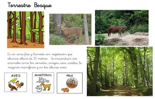 Terrestre Bosque
Es un zona fría y húmeda con vegetación que
alcanza altura de 30 metros. Se encuentran acá
animales como los venados, conejos, osos, ardilas, la
mayoría mamíferos y en las alturas aves
 
