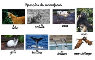 Ejemplos de mamíferos
murciélago
 