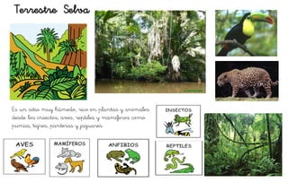 Terrestre Selva
Es un sitio muy húmedo, rico en plantas y animales
desde los insectos, aves, reptiles y mamíferos como
pumas, tigres, panteras y jaguares.
 
