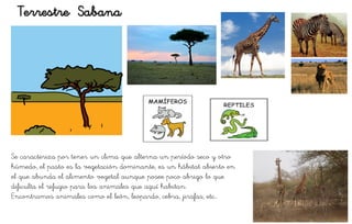 Terrestre Sabana
Se caracteriza por tener un clima que alterna un período seco y otro
húmedo, el pasto es la vegetación dominante, es un hábitat abierto en
el que abunda el alimento vegetal aunque posee poco abrigo lo que
dificulta el refugio para loa animales que aquí habitan.
Encontramos animales como el león, leopardo, cebra, jirafas, etc…
 