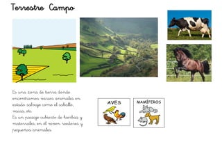 Terrestre Campo
Es una zona de tierra donde
encontramos varios animales en
estado salvaje como el caballo,
vacas, etc
Es un paisaje cubierto de hierbas y
matorrales, en él viven roedores y
pequeños animales.
 