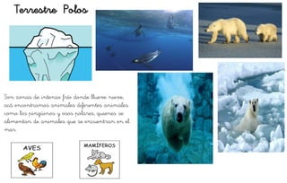 Terrestre Polos
Son zonas de intenso frío donde llueve nieve,
acá encontramos animales diferentes animales
como los pingüinos y osos polares, quienes se
alimentan de animales que se encuentran en el
mar.
 