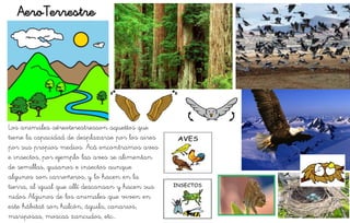 AeroTerrestre
Los animales aéreoterestresson aquellos que
tiene la capacidad de desplazarse por los aires
por sus propios medios. Acá encontramos aves
e insectos, por ejemplo las aves se alimentan
de semillas, gusanos e insectos aunque
algunos son carroñeros, y lo hacen en la
tierra, al igual que allí descansan y hacen sus
nidos Algunos de los animales que viven en
este hábitat son halcón, águila, canarios,
mariposas, moscas zancudos, etc…
 