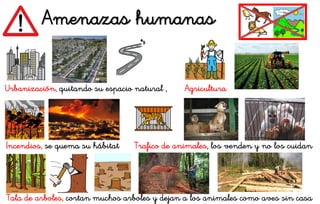 Amenazas humanas
Urbanización, quitando su espacio natural , Agricultura
Incendios, se quema su hábitat Trafico de animales, los venden y no los cuidan
Tala de arboles, cortan muchos arboles y dejan a los animales como aves sin casa
 