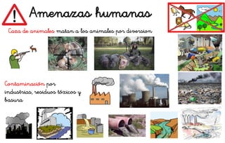 Amenazas humanas
Contaminación por
industrias, residuos tóxicos y
basura
Caza de animales matan a los animales por diversion
 