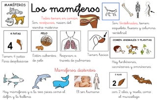 Los mamíferos
Son vivíparos, nacen del
vientre materno
Tienen 4 patas
Para desplazarse
Están cubiertos
de pelo
Respiran a
través de pulmones
Tienen hocico
Hay herbívoros,
carnívoros y omnívoros
Mamíferos distintos
Hay mamíferos y a la vez peces como el El ser humano con 2 alas, y vuela, como
delfín y la ballena el murciélago
Todos tienen en común :
Son Vertebrados, tienen
esqueleto, huesos y columna
vertebral
 