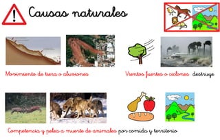Causas naturales
Movimiento de tiera o aluviones Vientos fuertes o ciclones destruye
Competencia y pelea a muerte de animales por comida y territorio
 