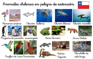 Animales chilenos en peligro de extinción
Flamenco andino Tiburón ballena Tiburón blanco Tiburón martillo
Pingüino de penacho anaranjado
Chinchilla de
cola larga
Zorro Chilote
Picaflor de Juan Fernández
Nutria
Gigante
RanaDarwin
Rana Darwin
 