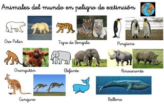 Animales del mundo en peligro de extinción
Oso Polar Tigre de Bengala Pingüino
Orangután Elefante Rinoceronte
Canguro Ballena
 